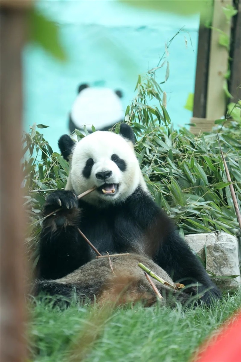 【遠通車友家庭日系列活動第9期】上汽大眾ID車友動植物園自駕游#11233